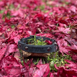 Peut inclure: Collier de chien en cuir noir avec des ferrures argent&eacute;es et le texte grav&eacute; "COPPER 123-456-7890" sur un lit de feuilles rouges.