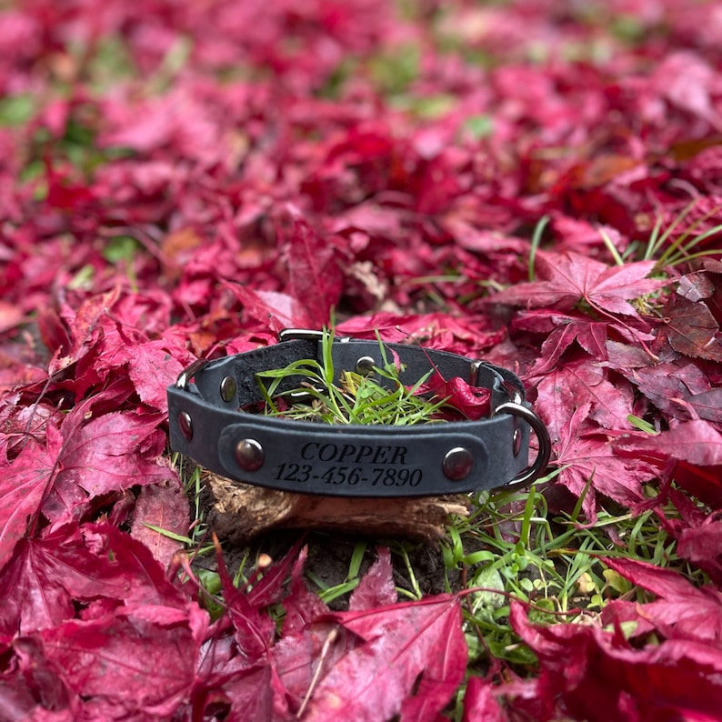 Peut inclure: Collier de chien en cuir noir avec des ferrures argent&eacute;es et le texte grav&eacute; "COPPER 123-456-7890" sur un lit de feuilles rouges.