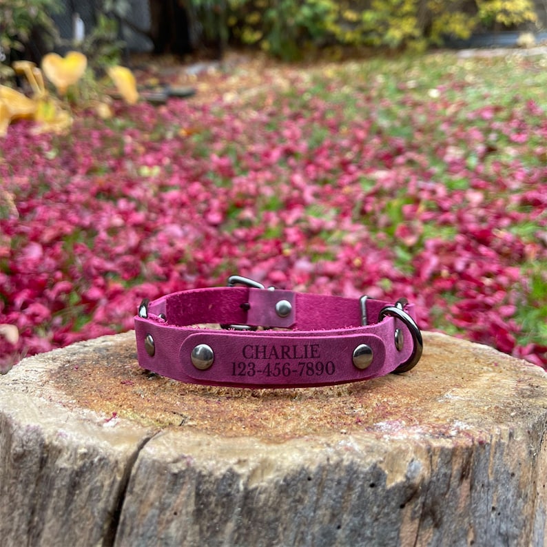 Peut inclure: Un collier de chien en cuir rose avec des rivets argent&eacute;s et une boucle en m&eacute;tal noir. Le collier porte le nom "CHARLIE" et le num&eacute;ro de t&eacute;l&eacute;phone "123-456-7890" grav&eacute; dessus.