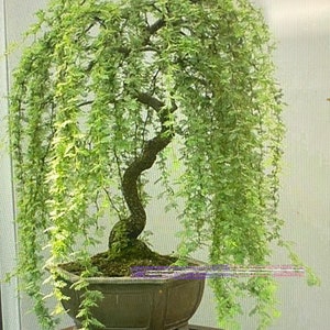 Bonsai weeping willow