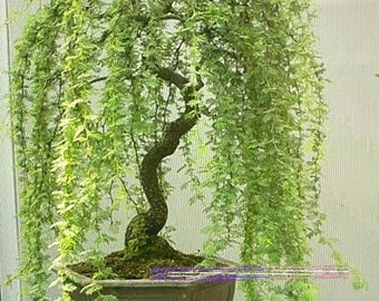 Bonsai weeping willow