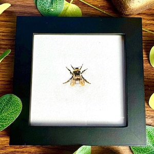 Original Realistic Detailed Miniature Painting of a Bumblebee / Abeja