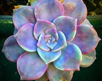 Echeveria ‘Purple Pearl’ seeds *RARE