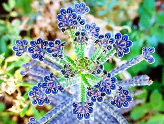 Graines Kalanchoe Thyrsiflora - 15 Graines Succulentes - Pour Xeriscaping Et Jardin Sec - MONEB