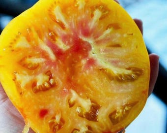 Pineapple Tomato Seeds Heirloom – Rare Yellow Red Marbled Slicing Tomato – Non GMO Open Pollinated – Garden Vegetable Seeds (15 seeds)