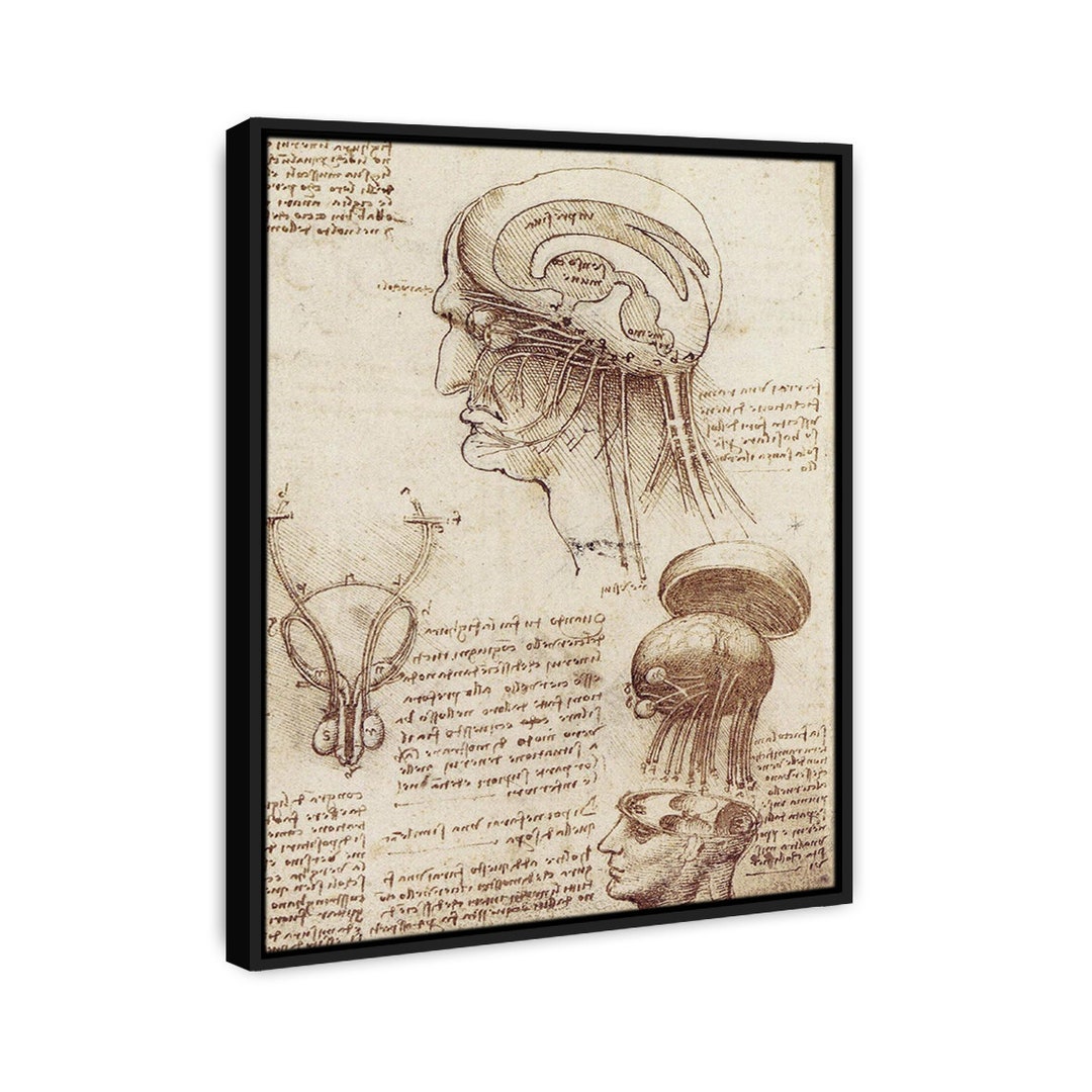 Leonardo Da Vinci Brain Physiology the Angel Panting Oil Etsy