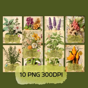 Cartes de signification des herbes, carte des avantages des herbes, cartes de signification des herbes, profils d’herbes imprimables, herboristerie
