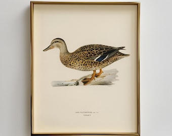 Vintage Duck Illustration Printable - Classic Mallard Natural History Art, Neutral Rustic Decor, Detailed Wildlife Wall Art Download