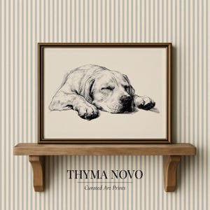 May include: A framed black and white art print of a sleeping dog. The artwork is displayed on a wooden shelf against a striped background. The print is labeled "THYMA NOVO" and "Curated Art Prints".