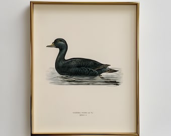 Vintage anka på lugnt vatten - Antik sjöfågelillustration, Rustik bondgårdsdekor, Neutral naturhistorisk konst, Utskrivbar konst för nedladdning