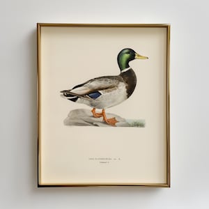 Vintage Mallard Duck, Mallard Nursery Art, Mallard Duck Wall Art Print - Gift for Hunter, Lodge Wall Art, Rustic Cabin decor Download
