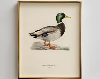 Vintage Stockente, Kinderzimmer Kunst, Stockenten Kunst Druck - Geschenk für Jäger, Hütte Wand Kunst, rustikale Hütte Dekor Download