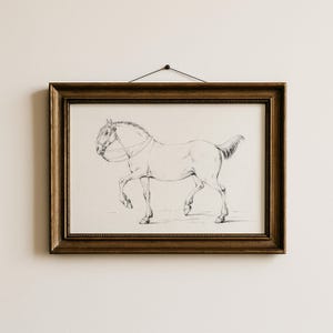 May include: A framed black and white sketch of a horse in a walking pose. The artwork is in a gold-colored frame and is hanging on a white wall. The horse is wearing a bridle.