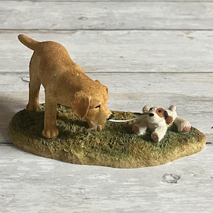 Benet, CHAT Europeen à la robe Roux et blanc