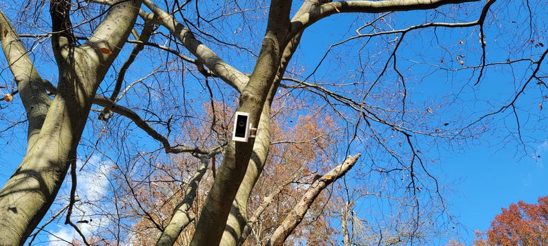 Tree Mount Tree Branch Mount for RING Stick-up Camera Pro - Etsy