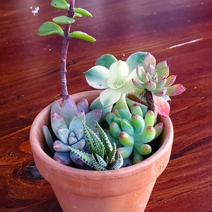 May include: A terracotta pot filled with a variety of succulents, including a tall, upright succulent with green leaves, a green succulent with red tips, and a smaller succulent with white and green leaves.