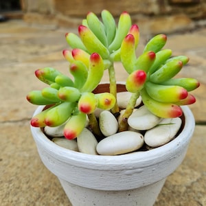 May include: A succulent plant in a white pot. The plant has green, yellow, and red tips. The pot is filled with white pebbles. The background is a blurred stone wall.