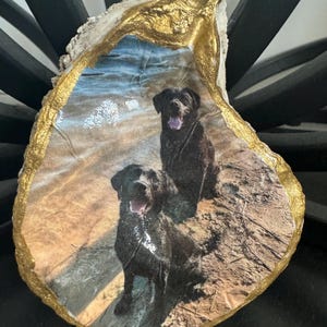 May include: A gold-painted oyster shell with a photo of two black Labrador Retrievers on a beach. The dogs are looking at the camera and have their tongues out.