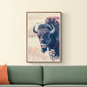 Portret bizona, zabytkowa fotografia przyrodnicza Zdjęcia natury Yellowstone