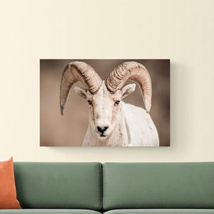 Bighorn Schafe Sepia Wildtiere Fotografie Grand Teton National Park