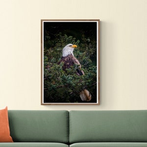Fotografia naturalistica della fauna selvatica dell&#39;aquila calva, paesaggio dell&#39;Alaska