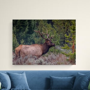 Stier Elch Wildtier Fotografie, Elch Brunft Bugle, Grand Teton National Park
