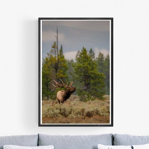 Stier Elch Wildtier Fotografie, Elch Brunft Bugle, Grand Teton National Park