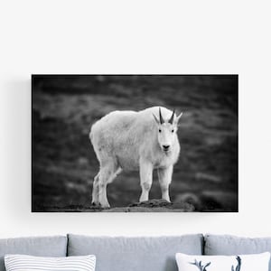 Mountain Goat Black and White Wildlife Photography Beartooth Mountains