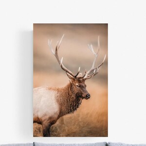 Bull Elk Wildlife Nature Photography Print Yellowstone National Park