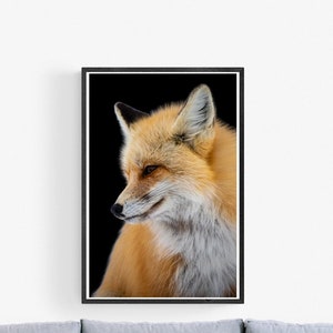 Fuchs im Profil, Tieraugen - Grand Teton Nationalpark Wyoming Wildtierfoto