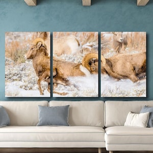 Bighorn Schafe Wildtier Fotografie - Grand Teton National Park