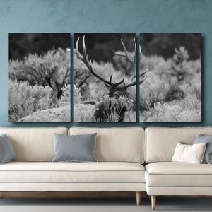 Bull Elk Wildtierfotografie Schwarzweiß Grand Teton National Park