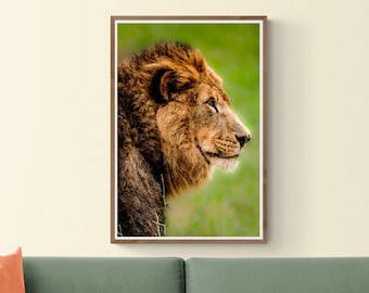 Lion Profile Close Up- Wildlife Animal Fine Art Photography