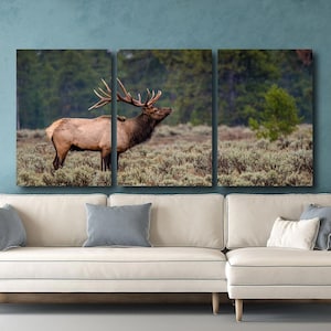 Stier Elch Wildtier Fotografie, Elch Brunft Bugle, Grand Teton National Park