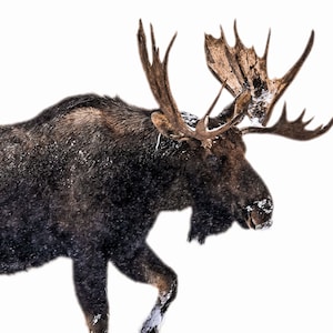 Stier Elch Portrait, Grand Teton National Park Wildtier Fotografie Druck