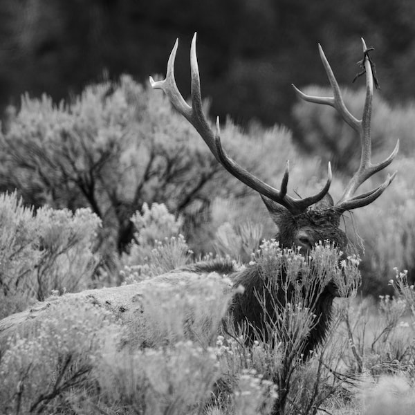 Bull Elk Wildlife Photography Black and White Grand Teton National Park