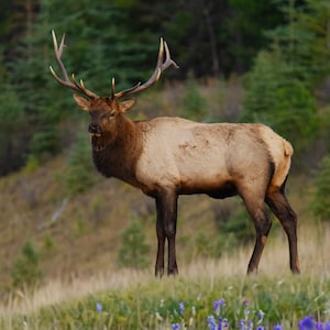 Fotografia naturalistica del cervo maschio Elk Rut Bugle Jasper National Park