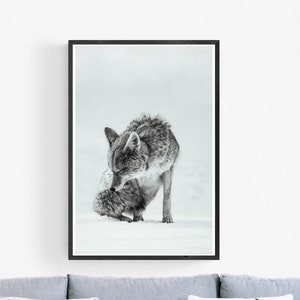 Schwarzweiss-Koyoten-wild lebende Tiere Fotografie Großartiger Teton Nationalpark