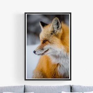 Fox Profile Wildlife Winter Animal Eyes  Photography Grand Teton National Park Wyoming