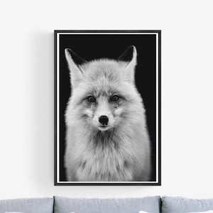 Fuchs Portrait auf Schwarz, Tieraugen - Grand Teton National Park Wyoming Wildlife Photo