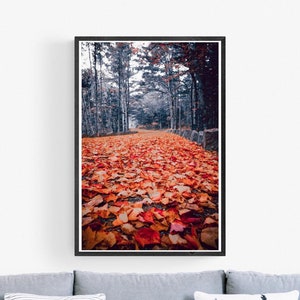 Fotografía de naturaleza de paisaje en blanco y negro con hojas de otoño