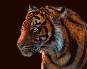 Tiger Portrait on Black- Wildlife Animal Fine Art Photography