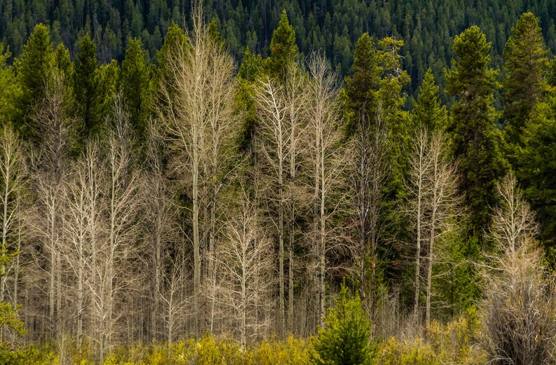 Boreal Forest Landscape Photography Nature Print Office Decor - Etsy