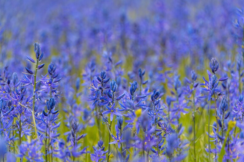 Blue Camas Wildflowers in a Field, Landscape Photography Print Etsy
