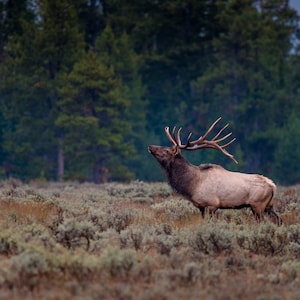 Stier Elch Wildtier Fotografie, Elch Brunft Bugle, Grand Teton National Park