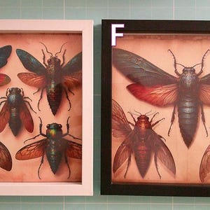 May include: Two framed insect art prints. One frame is white, the other is black. Each print features a collection of detailed illustrations of various insects, including butterflies and beetles, with wings in shades of blue, red, and green.