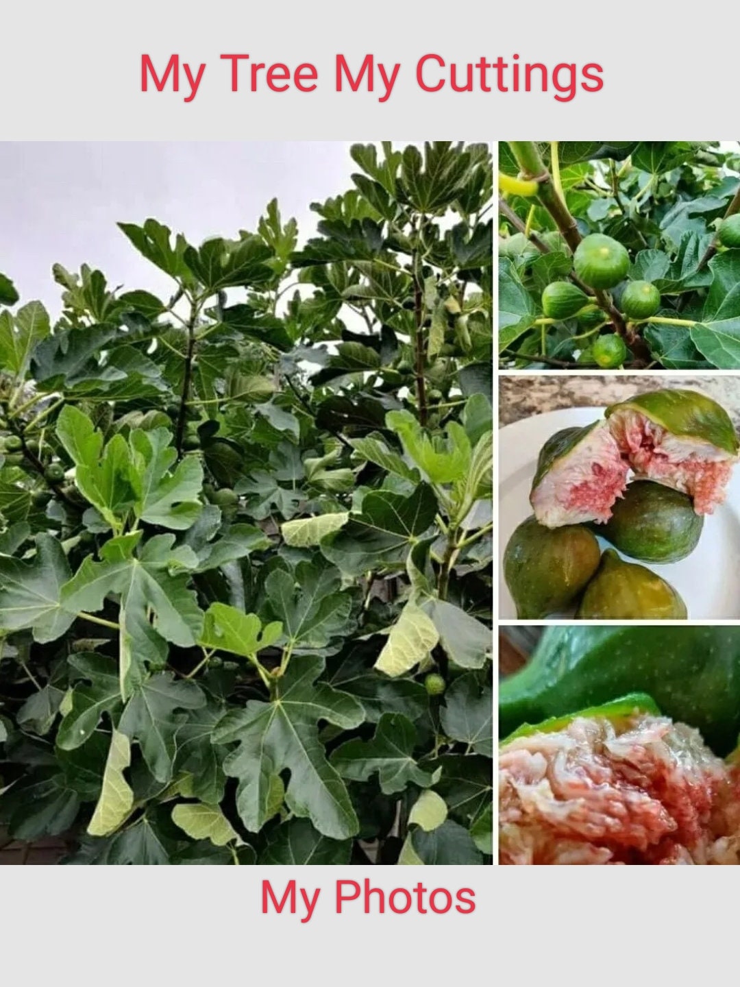 3x Desert King Fig Tree Cuttings United Kingdom Etsy UK