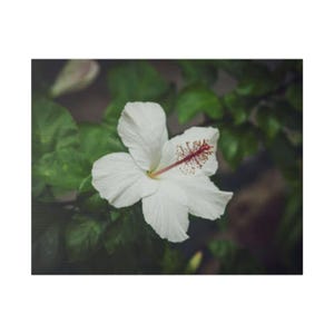 以下が含まれることがあります： 赤と黄色の中心を持つ白いハイビスカスの花のクローズアップ。花には5つの繊細な花びらがあり、緑の葉に囲まれています。画像は明るく、花に焦点が当てられています。