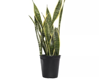 Sansevieria, Snake Plant + LIVE houseplant in 4" pot + Super Low Maintenance