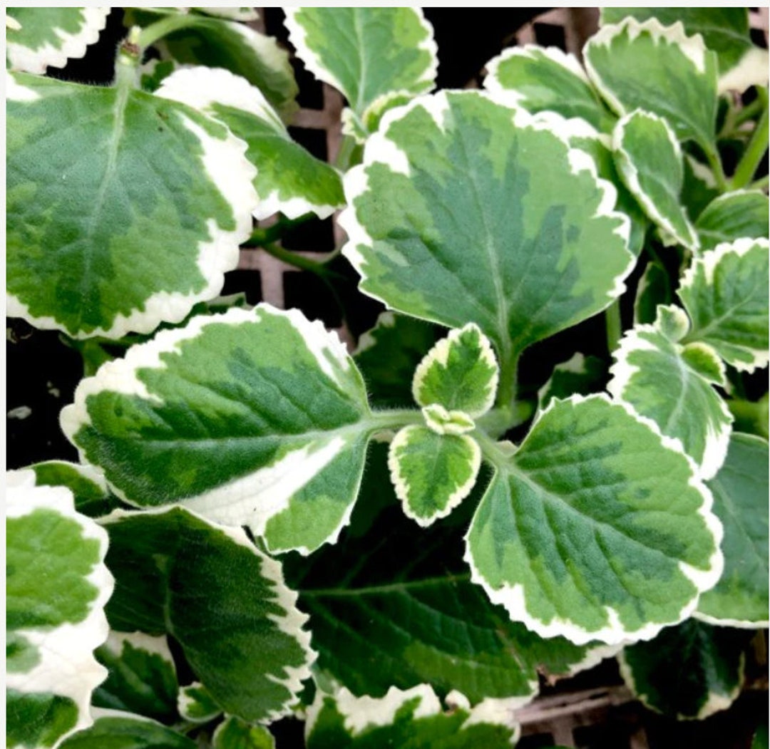 Variegated Cuban Oregano, Mexican Mint or Indian Borage Live Plant in 4